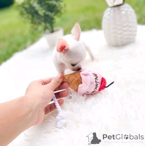 Photo №3. Adorable chihuahua puppies available for sale. Belarus