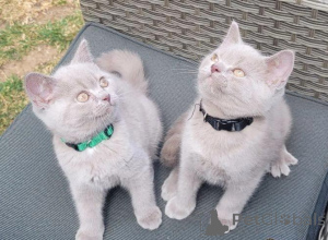 Photo №4. I will sell british shorthair in the city of Fiscari. private announcement - price - negotiated