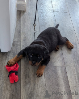 Photo №1. rottweiler - for sale in the city of Augustusburg | negotiated | Announcement № 173334