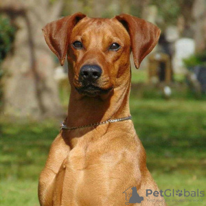 Photo №1. Mating service - breed: austrian pinscher. Price - negotiated