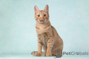 Photo №1.  - for sale in the city of Moskova | Is free | Announcement № 154292