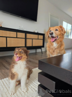 Photo №4. I will sell australian shepherd in the city of Groningen. breeder - price - negotiated