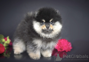 Photo №2 to announcement № 7849 for the sale of pomeranian - buy in Russian Federation from nursery