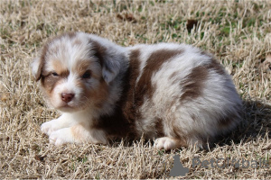 Photo №3. Magnificent Australian Shepherd set to go now. United States