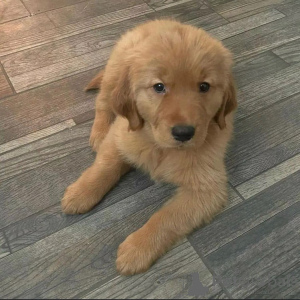 Photo №2 to announcement № 160317 for the sale of  - buy in Spain private announcement