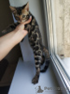 Photo №1. bengal cat - for sale in the city of Minsk | 400$ | Announcement № 24038
