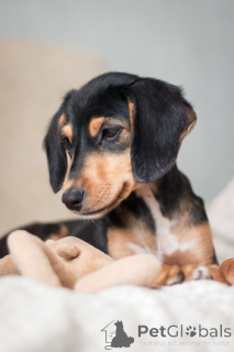 Photo №3. Charming girl Zippy is ready to move to a new home.. Russian Federation