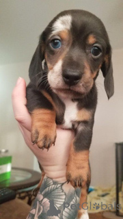 Photo №1. dachshund - for sale in the city of Ma'ameeer | negotiated | Announcement № 170460