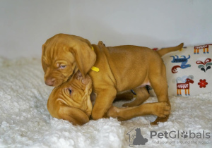 Photo №3. The puppies of Hungerian Vizsla. Belarus