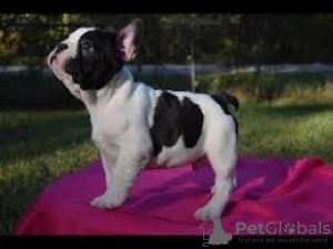 Photo №3. French Bulldog puppies ready for adoption. United Kingdom