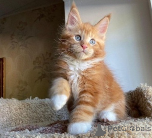 Photo №1. maine coon - for sale in the city of Berlin | negotiated | Announcement № 74516