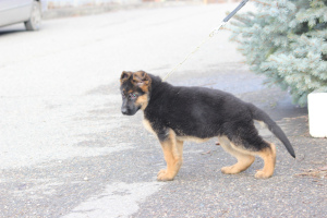 Additional photos: High Breed German Shepherd Puppies