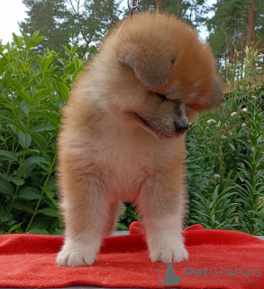 Photo №2 to announcement № 64556 for the sale of akita - buy in Poland breeder
