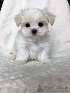 Photo №2 to announcement № 97605 for the sale of maltese dog - buy in United States 