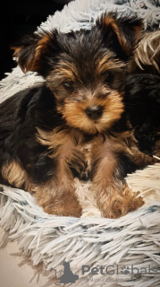 Photo №3. Yorkshire Terrier puppies. Poland