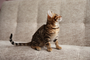 Photo №1. bengal cat - for sale in the city of Voronezh | 500$ | Announcement № 925