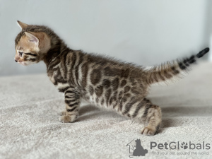 Additional photos: Bengal kittens