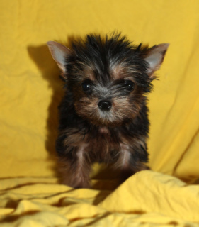 Photo №1. yorkshire terrier - for sale in the city of Nikolaev | 201$ | Announcement № 2711