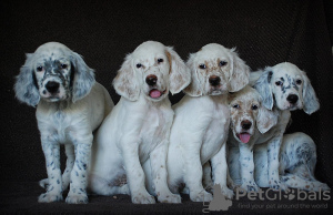 Photo №2 to announcement № 51980 for the sale of english setter - buy in Russian Federation breeder