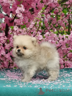 Photo №4. I will sell non-pedigree dogs in the city of Irkutsk. from nursery, breeder - price - 254$