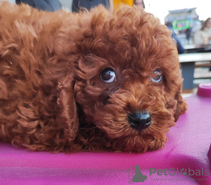 Photo №2 to announcement № 129191 for the sale of poodle (toy) - buy in Ukraine private announcement, from nursery, breeder