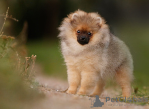 Photo №1. pomeranian - for sale in the city of Minsk | 302$ | Announcement № 73517