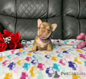 Photo №2 to announcement № 136555 for the sale of french bulldog - buy in Germany breeder