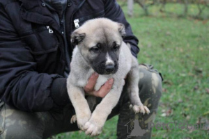 Photo №2 to announcement № 79382 for the sale of anatolian shepherd - buy in Serbia 