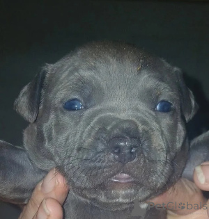 Photo №1. american pit bull terrier - for sale in the city of Uden | negotiated | Announcement № 176228