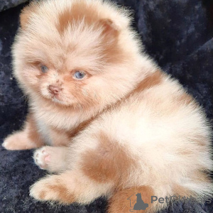 Photo №1. pomeranian - for sale in the city of Alberville | negotiated | Announcement № 167172
