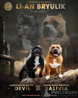 Photo №1. american bully - for sale in the city of Gomel | 1352$ | Announcement № 22060