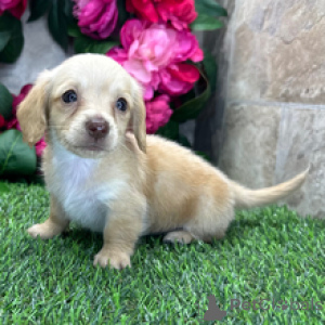 Photo №4. I will sell dachshund in the city of Berlin. private announcement - price - 723$
