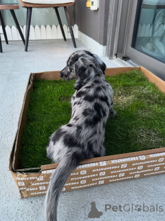 Photo №3. Mini Dachshund Puppy Available Sweet & Playful!. Czech Republic