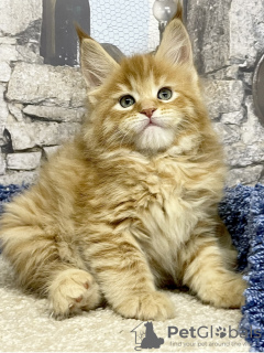 Photo №1. maine coon - for sale in the city of St. Petersburg | 845$ | Announcement № 34272