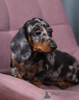 Photo №4. I will sell non-pedigree dogs in the city of Orlando. breeder - price - 700$