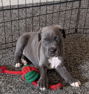 Photo №1. cane corso - for sale in the city of Achaern | negotiated | Announcement № 173818