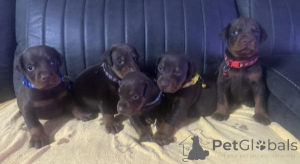 Photo №2 to announcement № 170570 for the sale of dobermann - buy in Italy breeder
