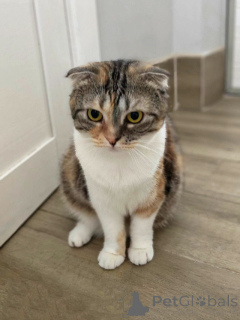 Photo №2 to announcement № 170251 for the sale of scottish fold - buy in Russian Federation private announcement