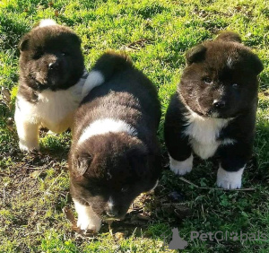 Photo №1. non-pedigree dogs - for sale in the city of Sint-Truiden | 528$ | Announcement № 90156