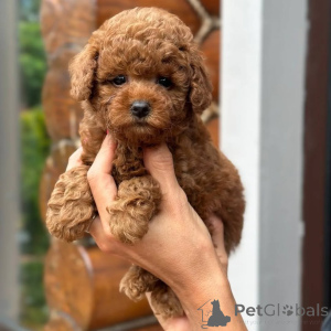 Photo №1. poodle (toy) - for sale in the city of Frankfurt | 612$ | Announcement № 167914