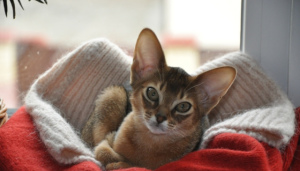 Photo №3. Come to us for the Abyssinian kittens. Ukraine