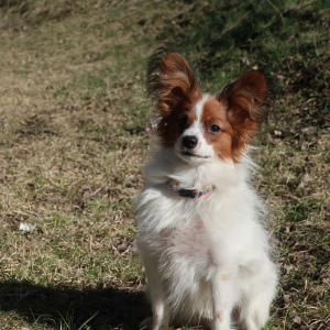 Photo №1. papillon dog - for sale in the city of Minsk | 404$ | Announcement № 6193