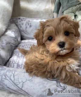 Additional photos: Maltipoo puppies raised in a family home