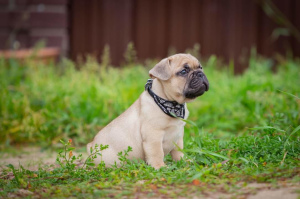 Photo №4. I will sell french bulldog in the city of Rybinsk. from nursery, breeder - price - 1000$