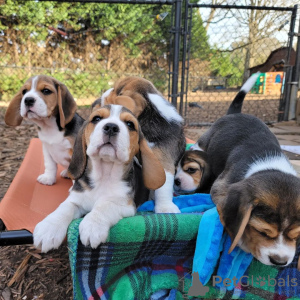 Photo №3. Beautiful tricolor beagle puppies.. Finland