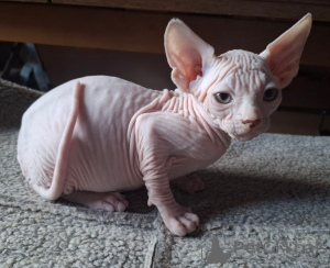 Photo №3. Three Sphynx boys are looking for a family.. Germany