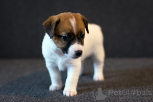 Photo №1. jack russell terrier - for sale in the city of Minsk | 1200$ | Announcement № 17623