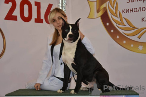 Photo №3. Male Am.Staff.Terrier, kennel-KSU-FCI in Ukraine. Announcement № 7651