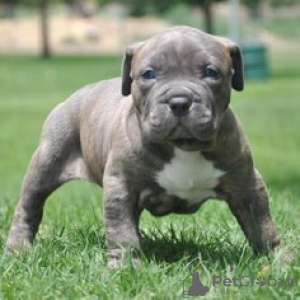 Photo №1. american bulldog - for sale in the city of Lost Creek | negotiated | Announcement № 105964