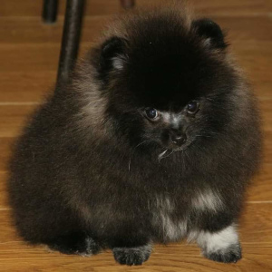 Photo №1. german spitz - for sale in the city of Москва | negotiated | Announcement № 2086